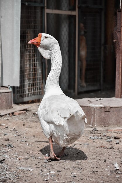 Oca bianca da vicino nel cortile di casa