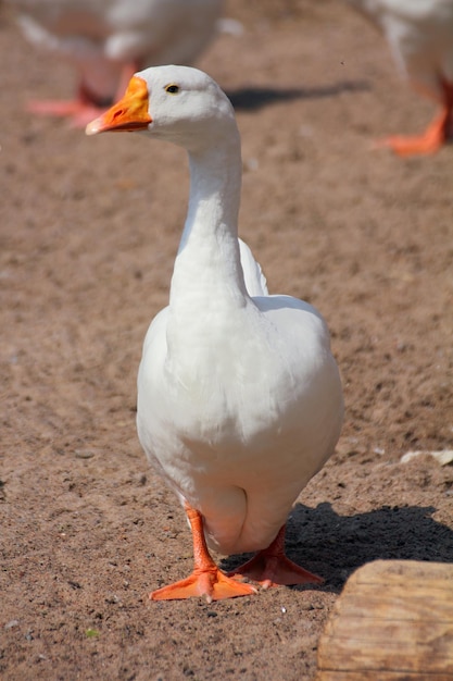 Oca bianca