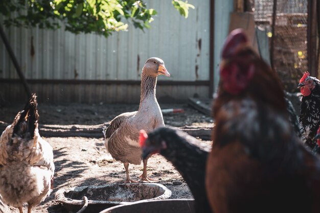 Oca che cammina nel paddock Gallo e pollo delle oche domestiche in una fattoria nel villaggio