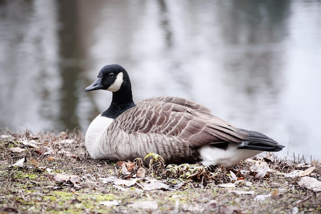 Oca del Canada Branta canadensis Animale della fauna selvatica Singolo uccello che riposa vicino al lago nel parco