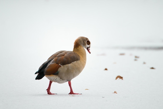 Oca egiziana, Alopochen aegyptiaca ondeggia su uno stagno ghiacciato e innevato, uccelli in inverno