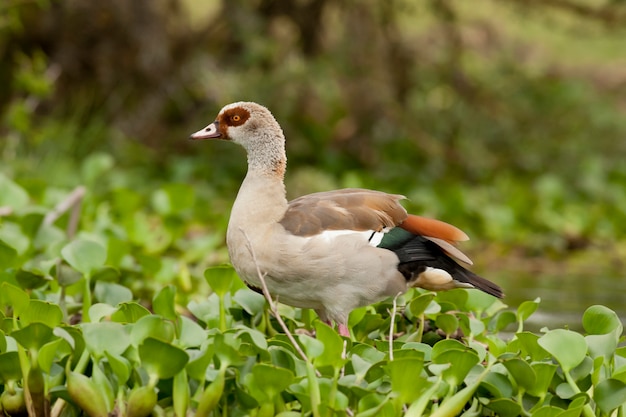 Oca egiziana