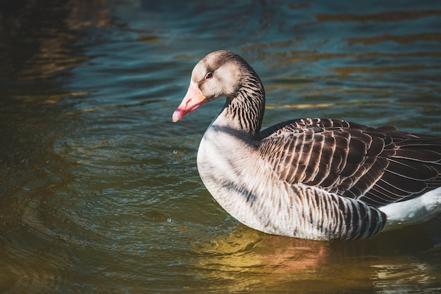 Oca selvatica che nuota in un lago di un parco urbano