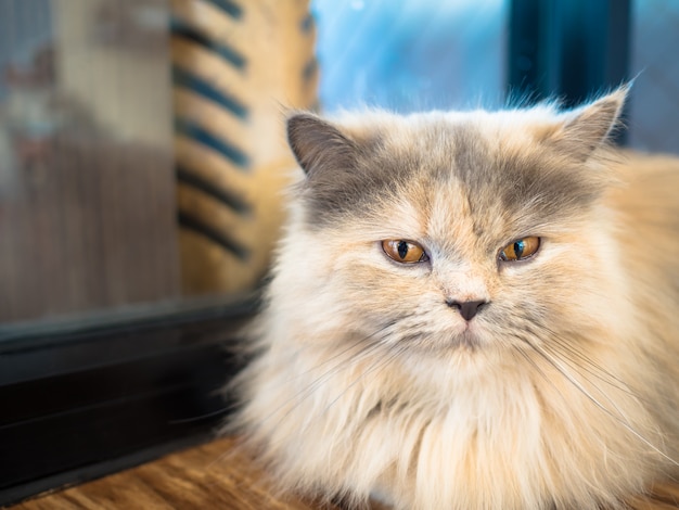 Occhi arancioni e gatto peloso marrone chiaro