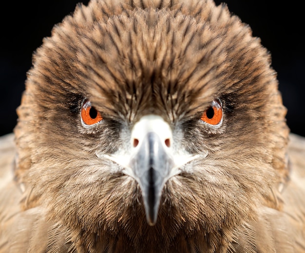 Occhi che guardano l&#39;aquila (aquilone nero, aquilone Pariah)