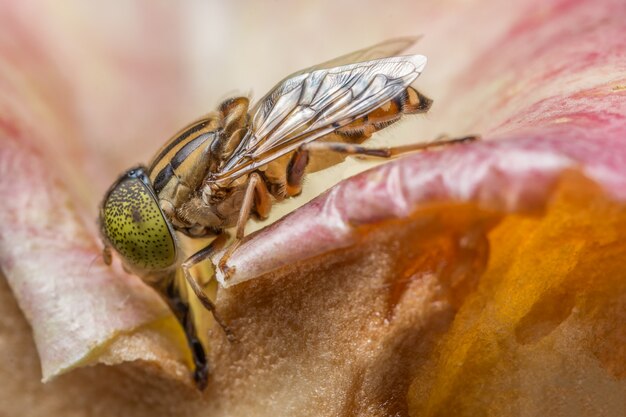 Occhi gialli di Tabanus sulcifrons