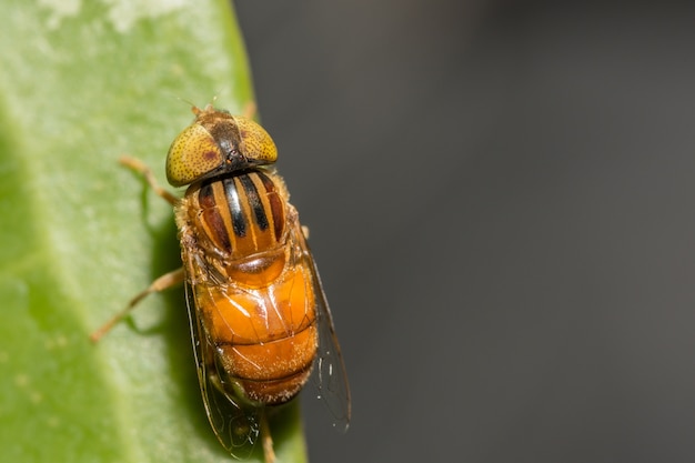 Occhi gialli di Tabanus sulcifrons