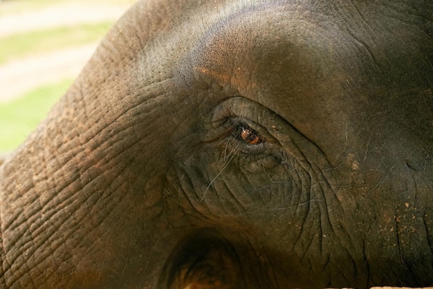 Occhi pieni di ricordi Primo piano di un elefante indiano nel suo habitat naturale