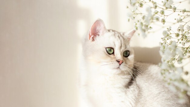 Occhi verdi del gatto britannico bianco della bandiera larga con gypsophila del fiore