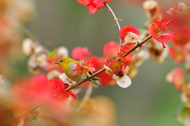 Occhialino orientale, uccello giallo adorabile con la priorità bassa dei fiori rossi.