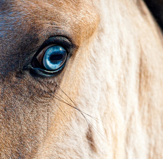 Occhio azzurro di un cavallo