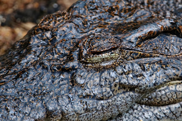 Occhio del coccodrillo Chiuda sul sonno