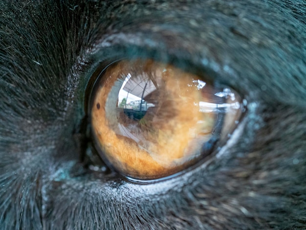 Occhio di cane nero che guarda fuori casa