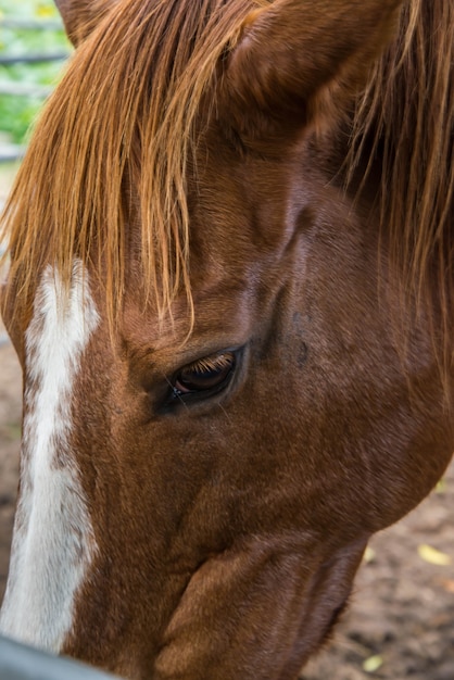 Occhio di cavallo