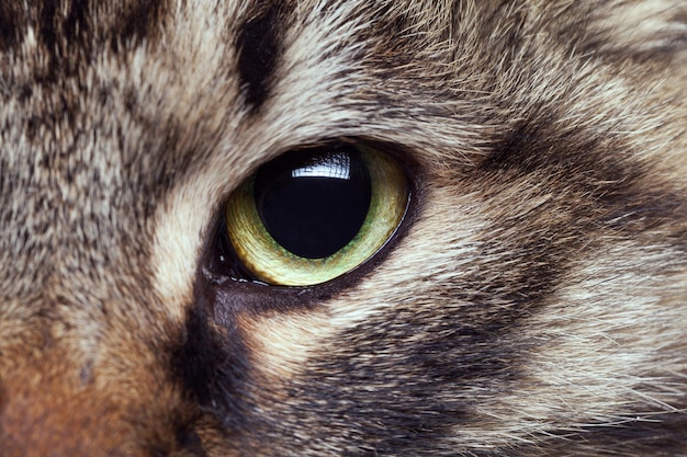 Occhio di gatto nella foto ravvicinata. Occhio di gatto verde che guarda dritto nella fotocamera