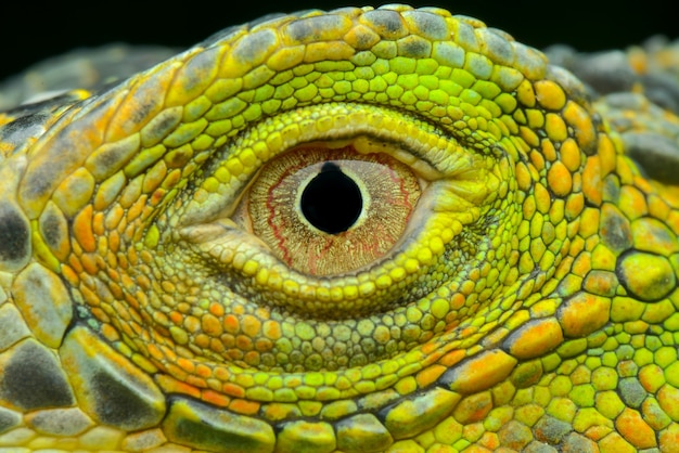 occhio di iguana macro estrema