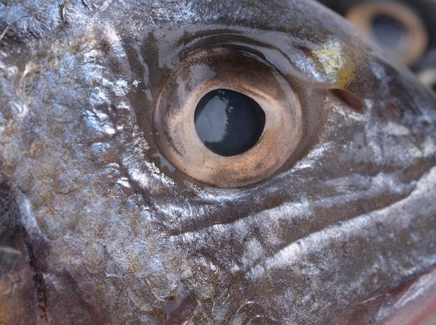 Occhio di pesce