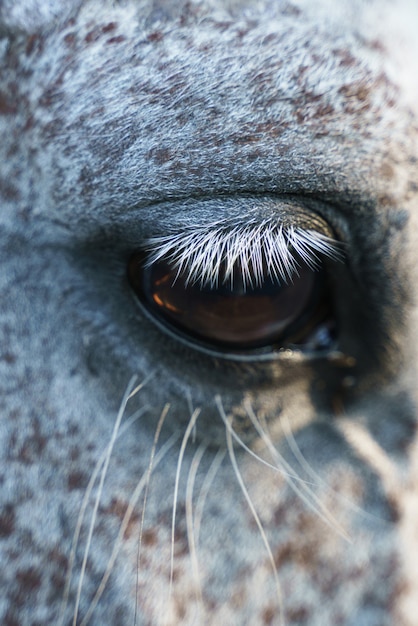 Occhio di un cavallo grigio da vicino