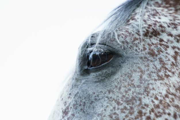 Occhio di un cavallo grigio da vicino