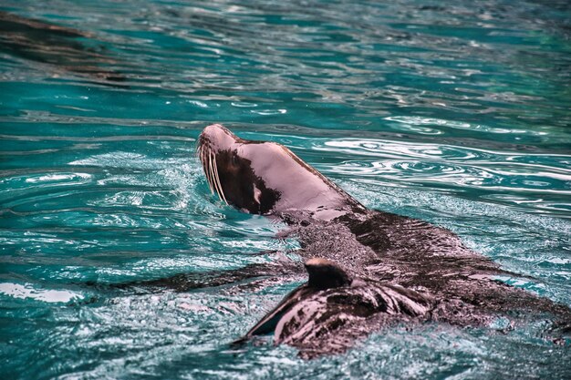 oceano animale superficie viaggio giorno mammifero