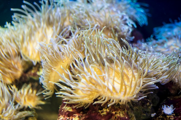 oceano, pesce pagliaccio in banca di coralli nel mare