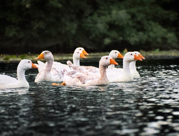 Oche bianche in un fiume