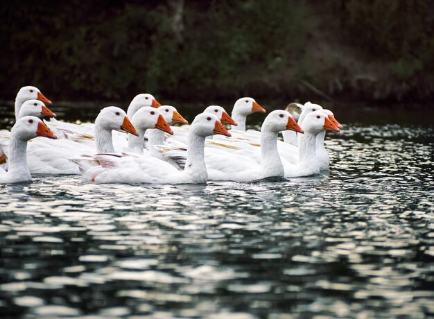 Oche bianche in un fiume.