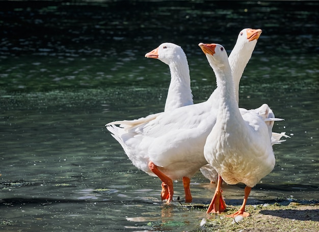 Oche bianche nel fiume