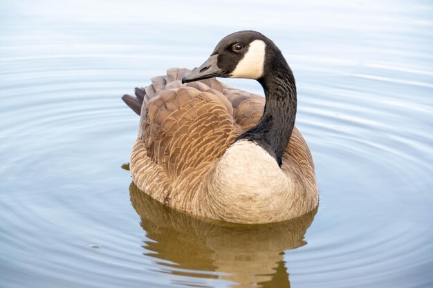 oche canadesi Branta canadensis sul lago