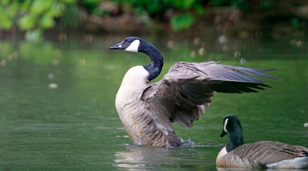 Oche canadesi e papere sul lago