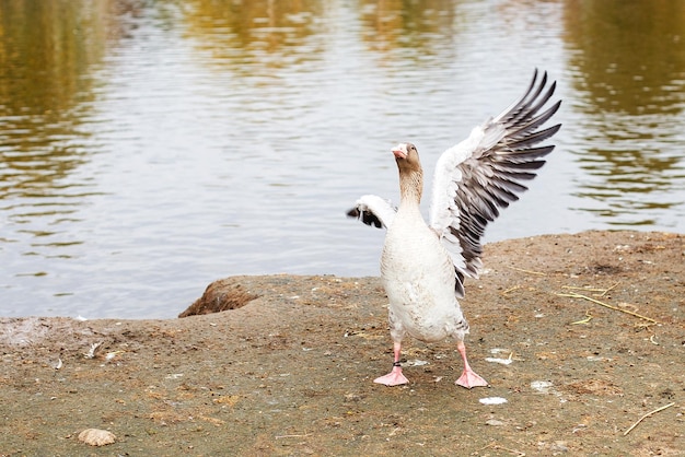 Oche che camminano vicino al lago l'oca sbatte le ali asciuga le piume