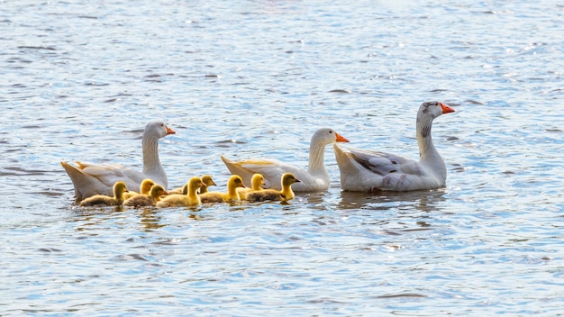 Oche con piccola papera gialla nuotano lungo il fiume