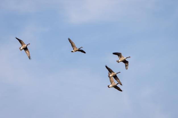 Oche del Canada (Branta canadensis) sorvolano un lago nel Sussex