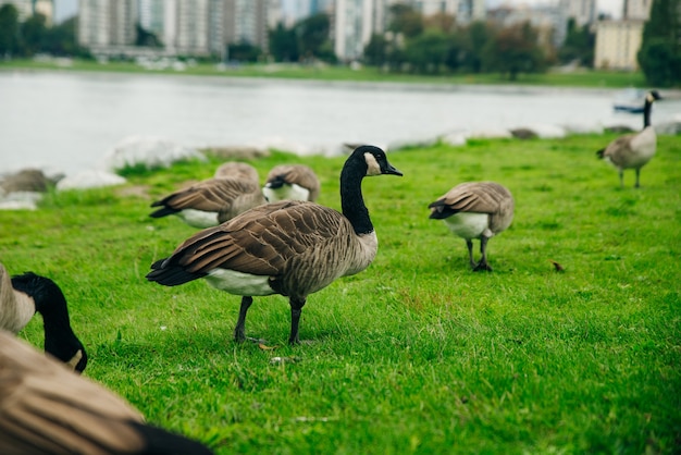 Oche del Canada che mangiano dall'erba in Concord Community Park a False Creek a Vancouver, British Columbia.