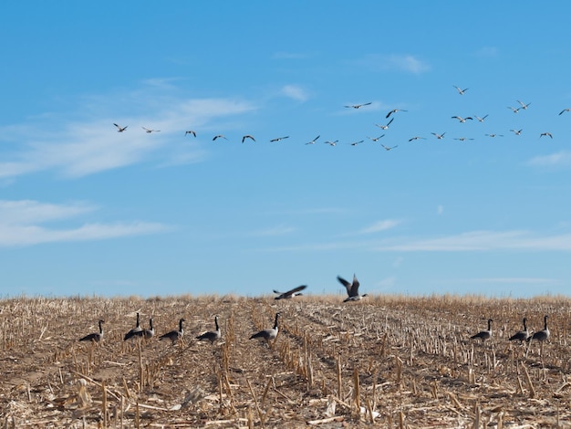 Oche del Canada che si nutrono del campo di mais vuoto.