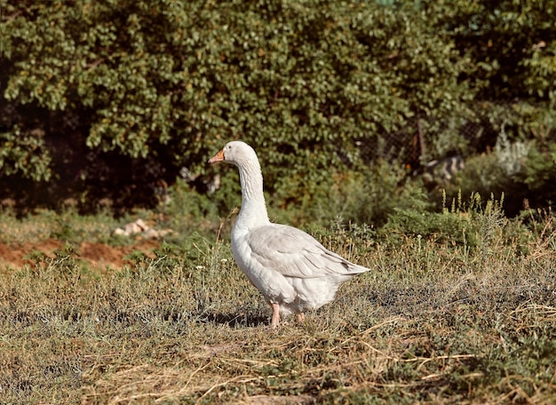 Oche domestiche in una passeggiata attraverso il prato oche domestiche bianche stanno camminando