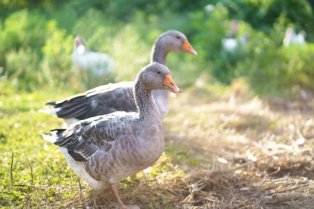 Oche domestiche su un prato. Paesaggio agricolo. Oche nell'erba, uccello domestico, stormo di oche