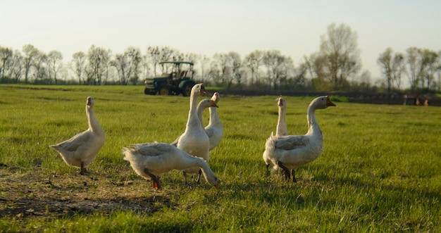 Oche domestiche su un prato Paesaggio rurale di caduta dell'azienda agricola Oche nell'erba Stormo di uccelli domestici di g
