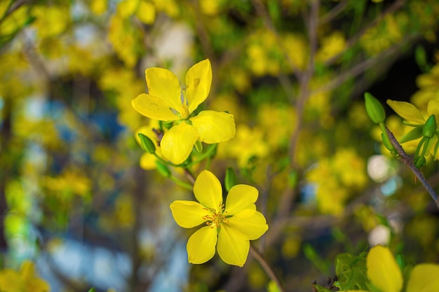 Ochna integerrima Albero Hoa Mai con soldi fortunati Cultura tradizionale durante le vacanze del Tet in Vietnam Ochna integerrima è il simbolo del capodanno lunare tradizionale vietnamita insieme al fiore di pesco