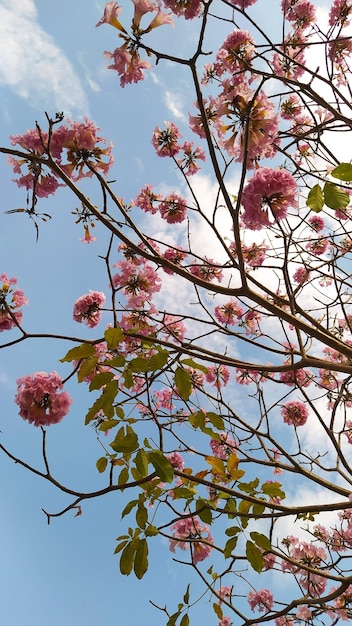 Ocobos de verano en una clida ciudad