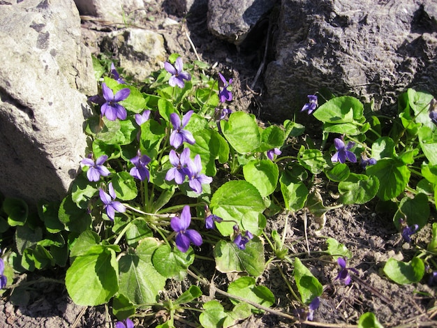 Odorata viola che cresce in primavera