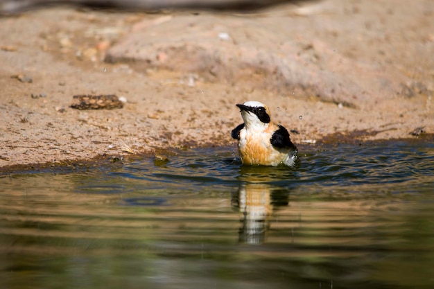 Oenanthe hispanica - La collalba rubia, es una especie de ave paseriforme, Muscicapidae