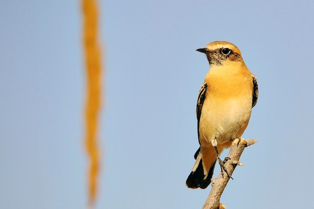 Oenanthe hispanica - La collalba rubia, es una especie de ave paseriforme, Muscicapidae