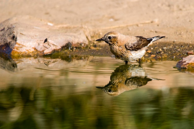 Oenanthe oenanthe - Culbianco è una specie di uccello passeriforme nel Muscicapidae