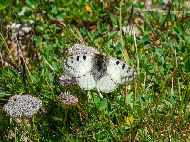 Offuscato Apollo (Parnassius mnemosyne) farfalla su un prato verde. Rara farfalla di Altai. Siberia, Russia