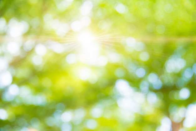 Offuschi il fondo verde dell&#39;albero nel giorno soleggiato dell&#39;estate del giardino del parco