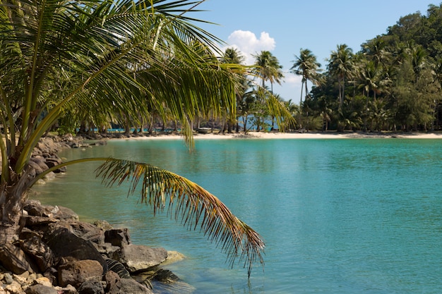 Offuschi le foglie del cocco sulla spiaggia tropicale dell'isola. Sabbia sputa nel mare.
