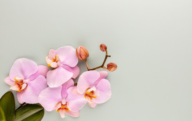 Oggetti a tema orchidea rosa spa su sfondo pastello.
