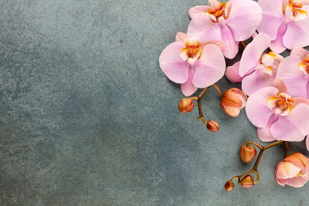 Oggetti a tema orchidea rosa spa su sfondo pastello.