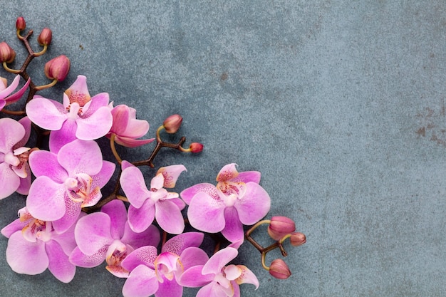 Oggetti a tema orchidea rosa su sfondo pastello.